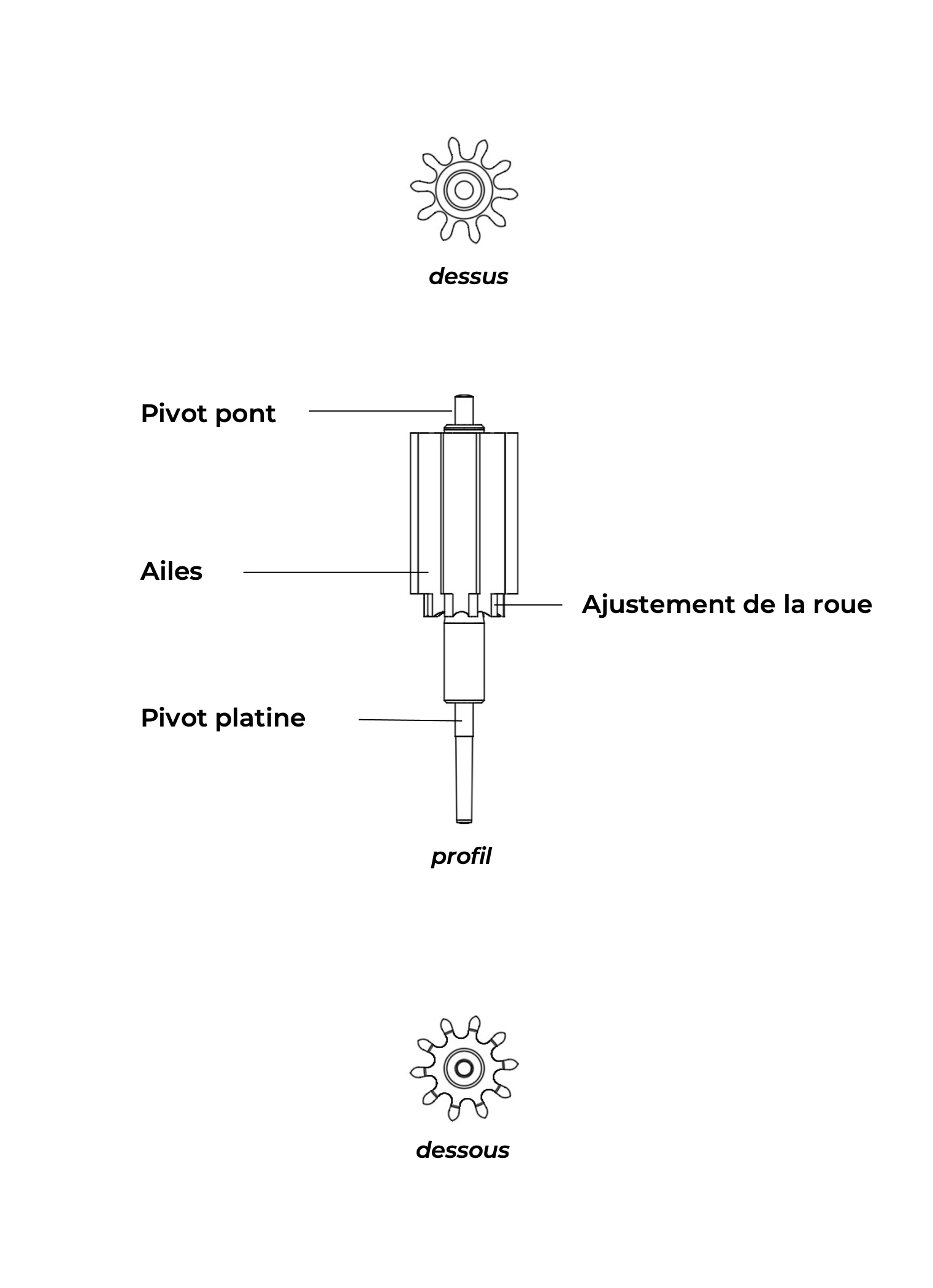 Seconds pinion Detailed diagram with labels of a seconds pinion