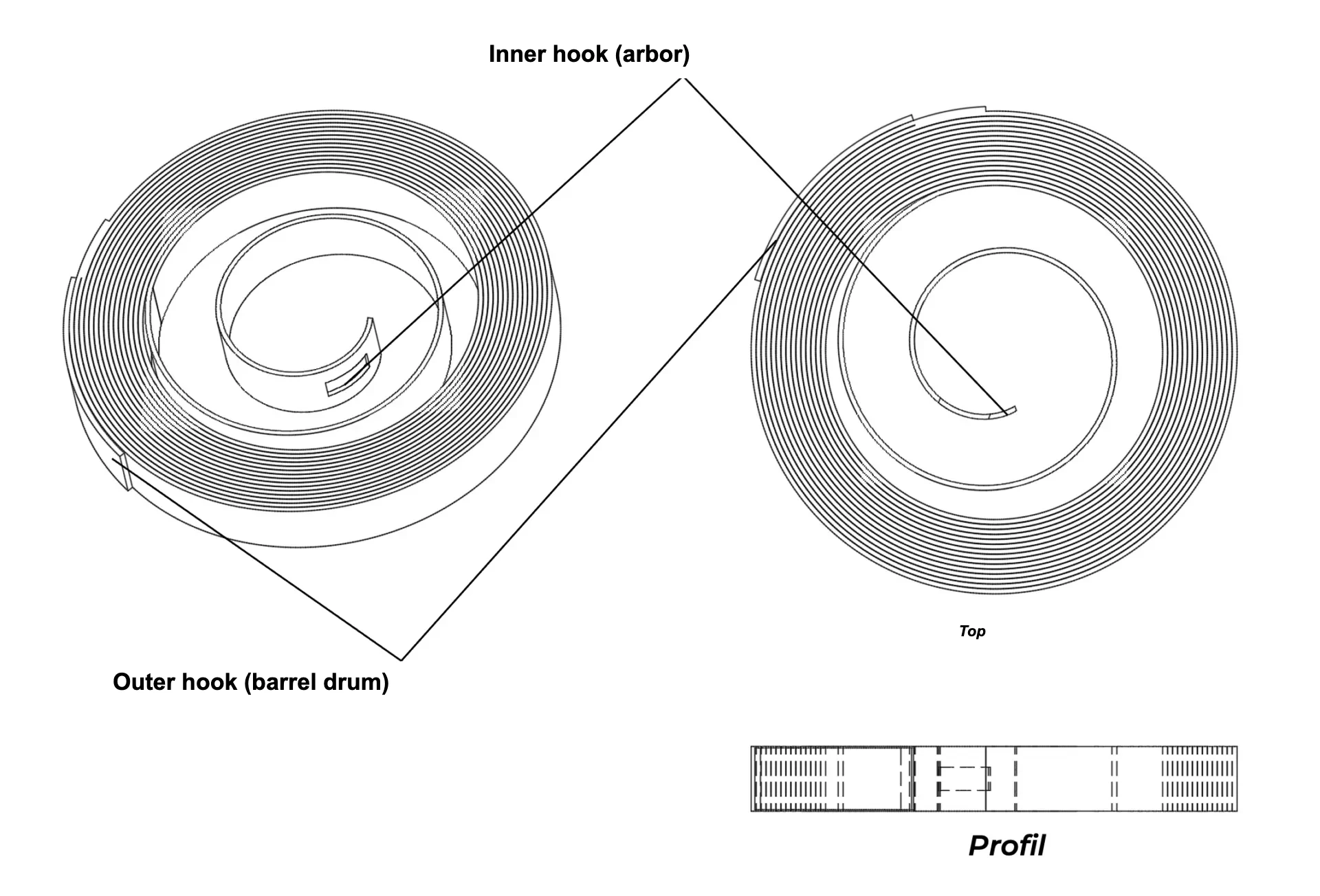 Mainspring Labeled diagram of a mainspring for a manually wound mechanical movement