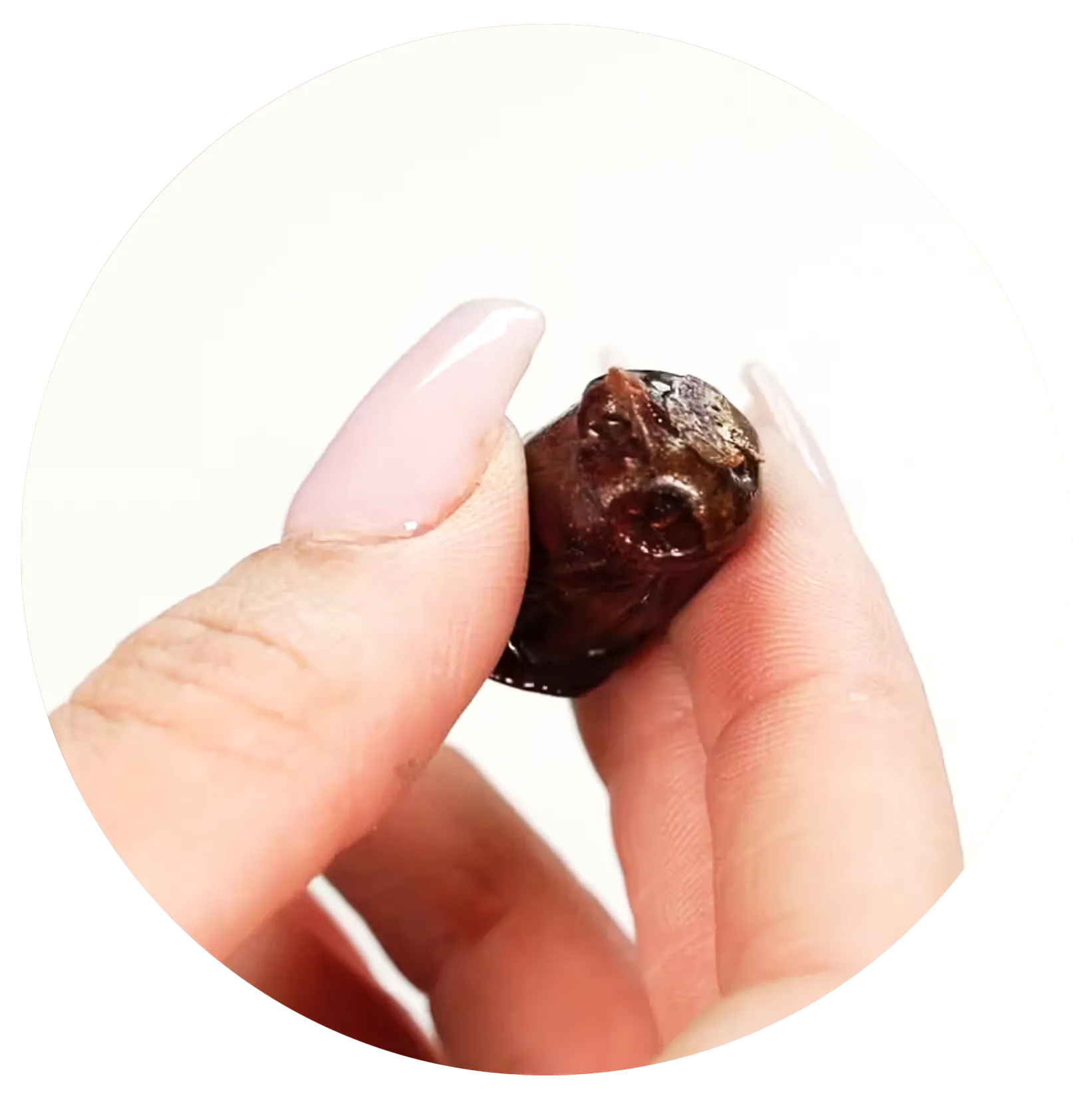 Small-shellac-thumbnail